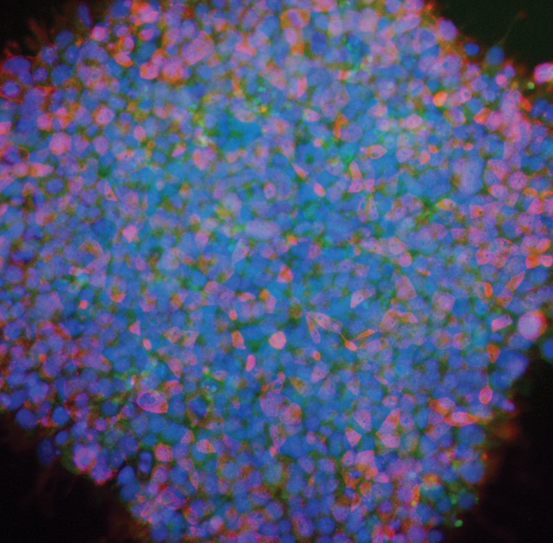 Stem Cell Culture - complete xeno-free culture media - Biological Industries Stem Cell Culture - complete xeno-free culture media - Biological Industries