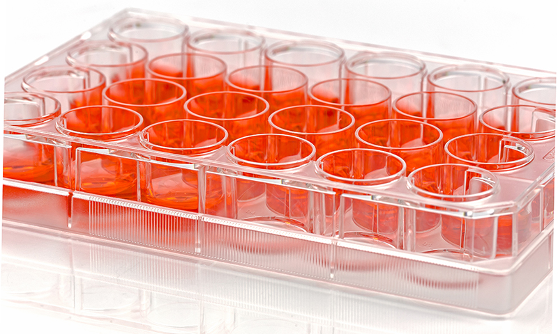 Molecular biology - Wikipedia