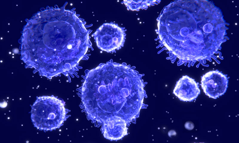 Peripheral Blood Lymphocytes
