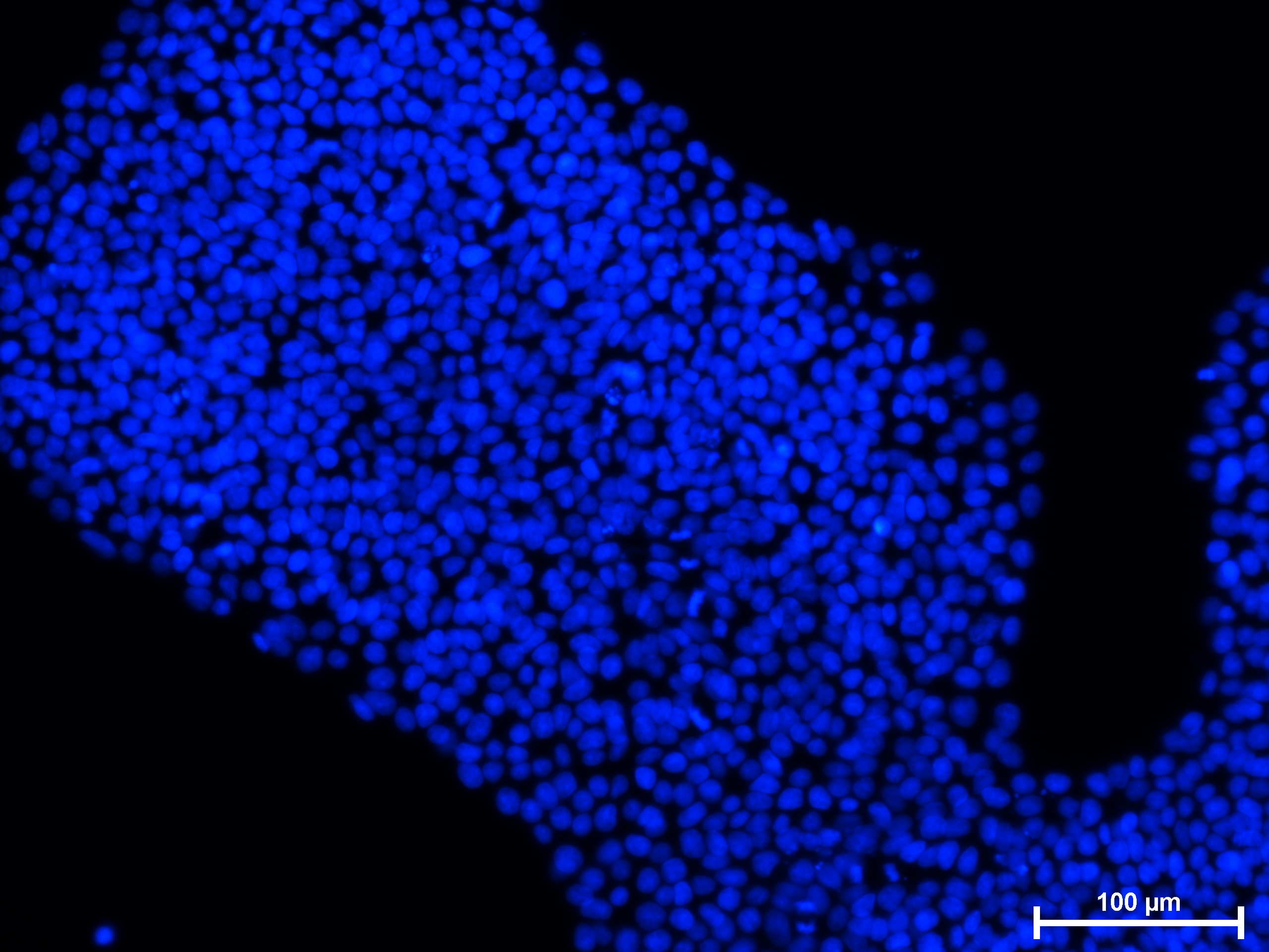 Immunofluorescence analysis of hESC cultured in NutriStem V9 - red stained