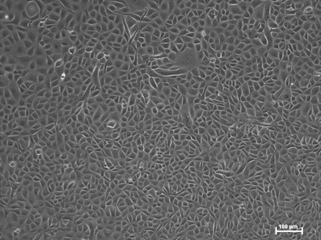 Vero cells in 2D cell culture system