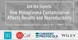 Mycoplasma Contamination Affects