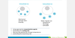 Mastering Cryopreservation of Cells